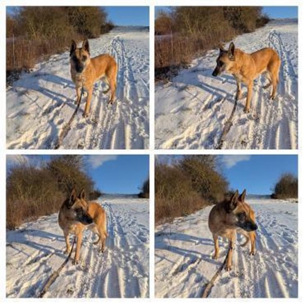 Notfallhund RUBY sucht ♥  ‼🆘‼