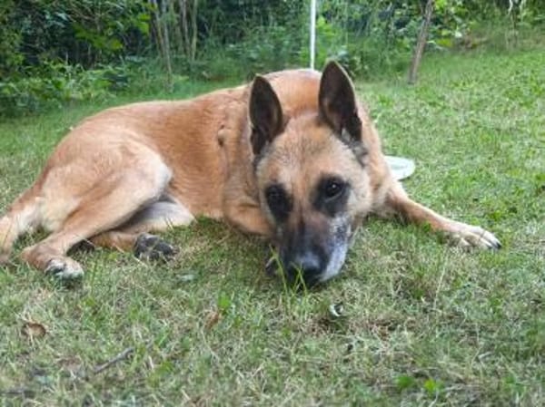 Notfallhund RUBY sucht ♥  ‼🆘‼