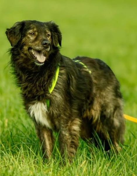 JASCHA -liebe, vorsichtige &ruhige Seele