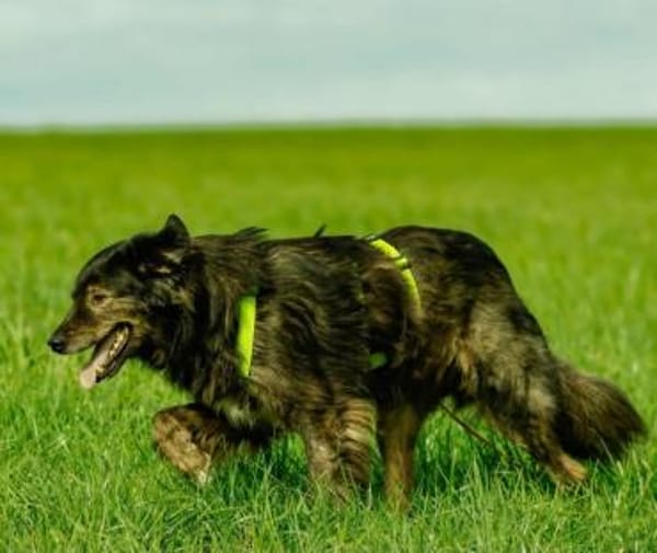 JASCHA -liebe, vorsichtige &ruhige Seele