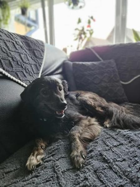 JASCHA -liebe, vorsichtige &ruhige Seele