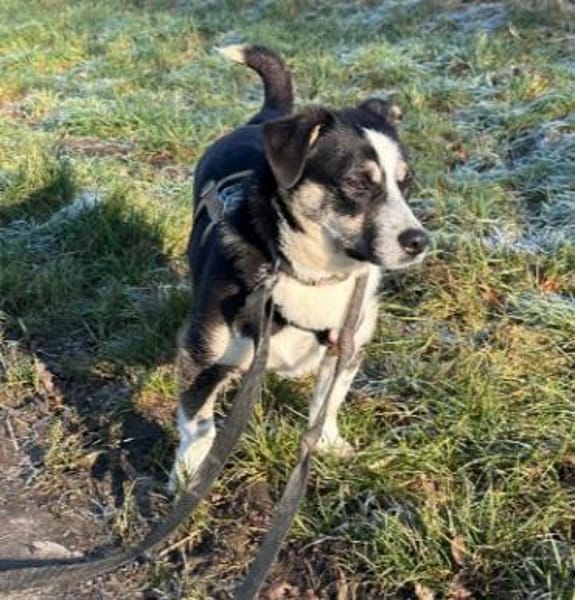 herzensbrecher Elliot sucht sein Zuhause