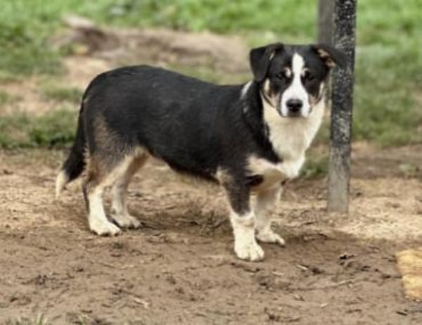 herzensbrecher Elliot sucht sein Zuhause