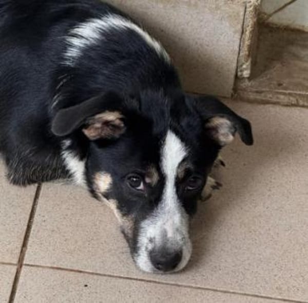 herzensbrecher Elliot sucht sein Zuhause