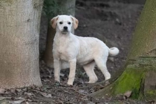 BINDI * zartes Mädchen