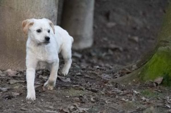 BINDI * zartes Mädchen