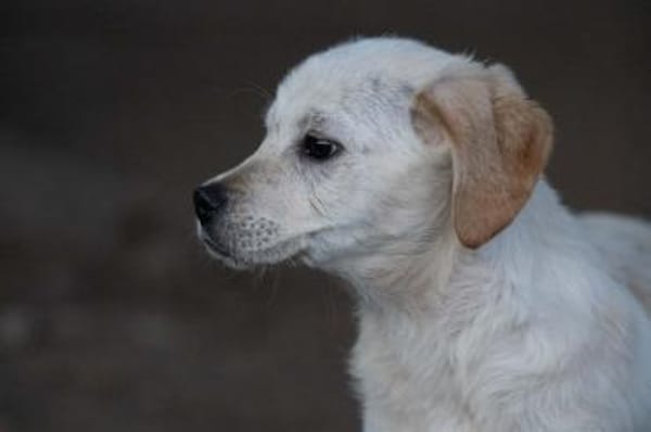 BINDI * zartes Mädchen