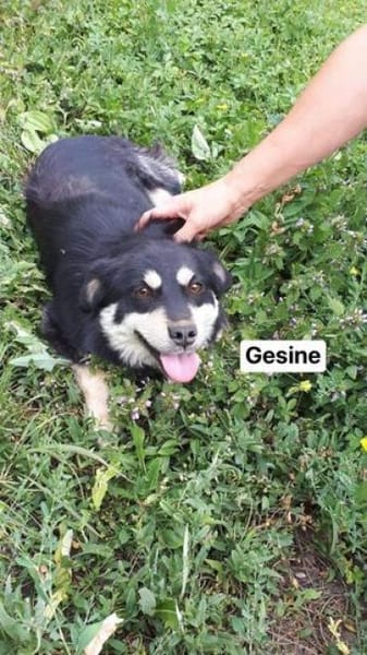 Gesine verlor ihr Heim durch Tod