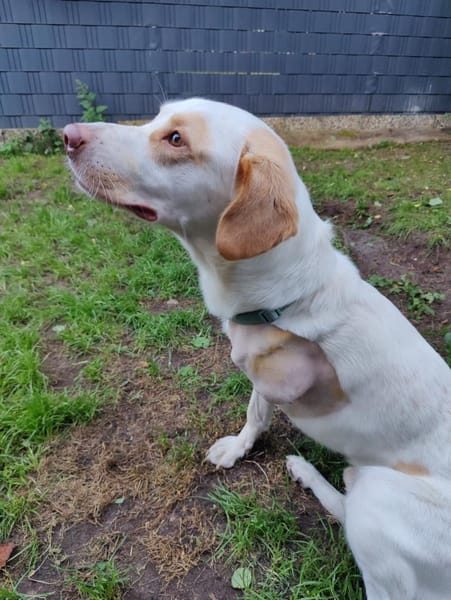 LUKE  unser tapferer Kämpfer sucht DICH