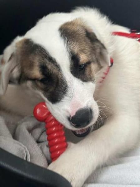 MELLIE * vorsichtig freundlich kuschlig