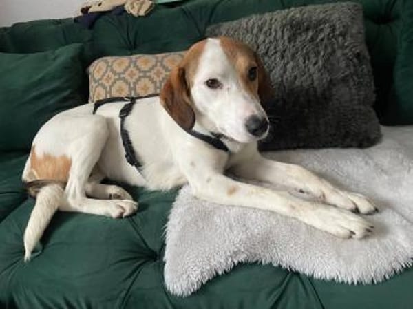 Lola,31636 Linsburg sucht ihre Famile