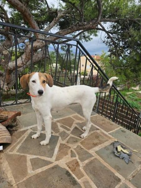 Lola,31636 Linsburg sucht ihre Famile