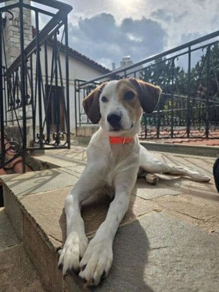 Lola,31636 Linsburg sucht ihre Famile