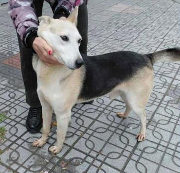 Mozart 💜sucht sein Zuhause!