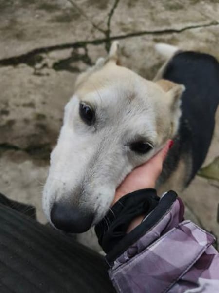 Mozart 💜sucht sein Zuhause!