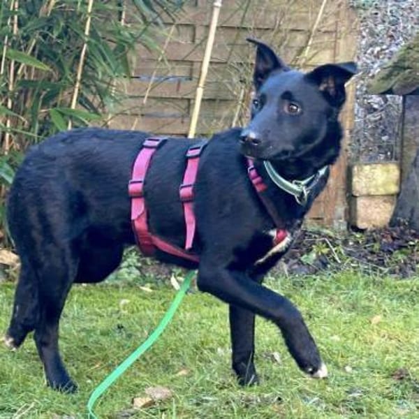 Liebe, junge Mudi Mix Hündin