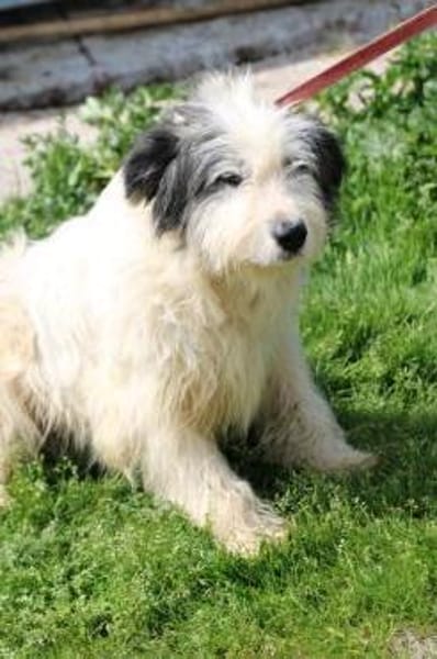 Isamu - hübscher Wuschelrüde