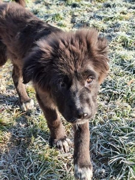 BIRNA -rundum tolles Hundekind-