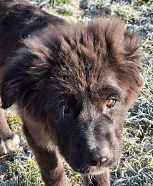 BIRNA -rundum tolles Hundekind-