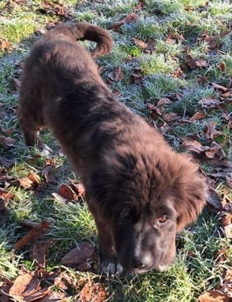 BIRNA -rundum tolles Hundekind-