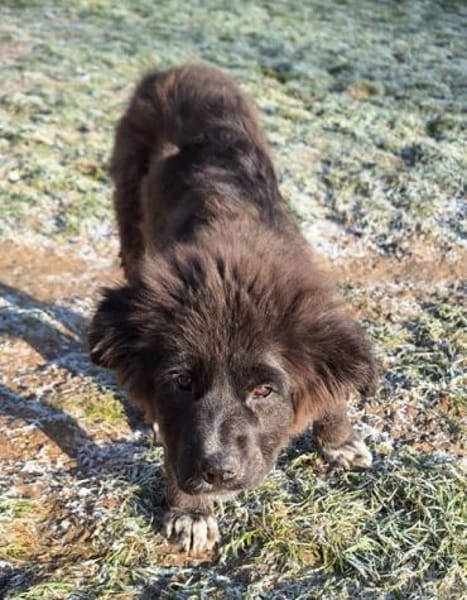 BIRNA -rundum tolles Hundekind-