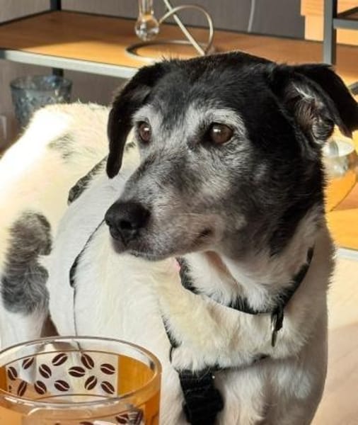 EILA  * lieb bescheiden unkompliziert