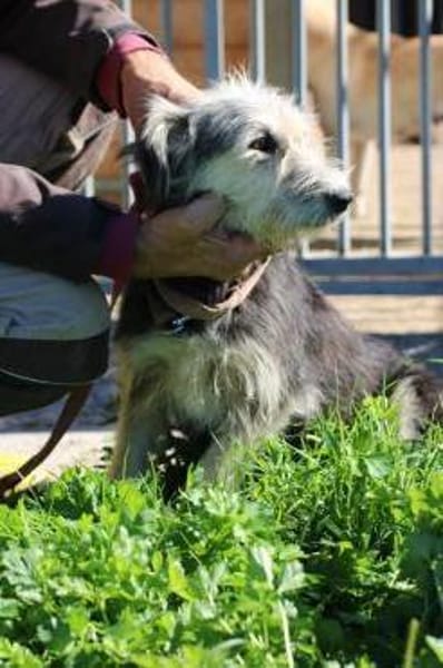 Smorca - kinderlieb u. verspielt