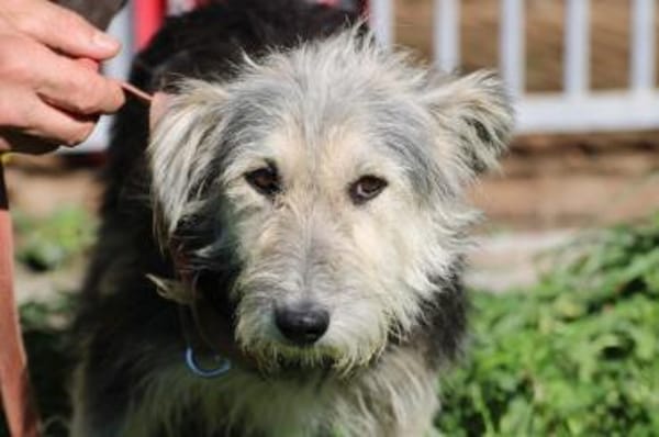 Smorca - kinderlieb u. verspielt