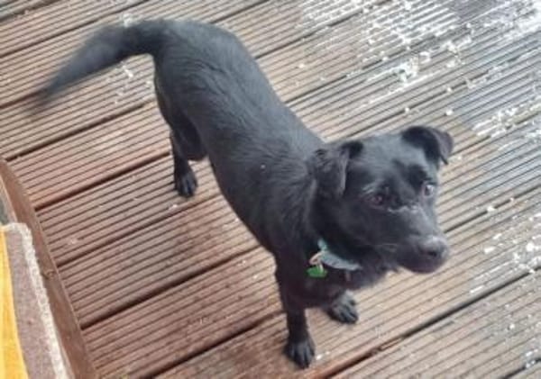 SUZIE wartet auf ihre Menschen