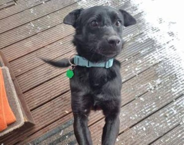 SUZIE wartet auf ihre Menschen