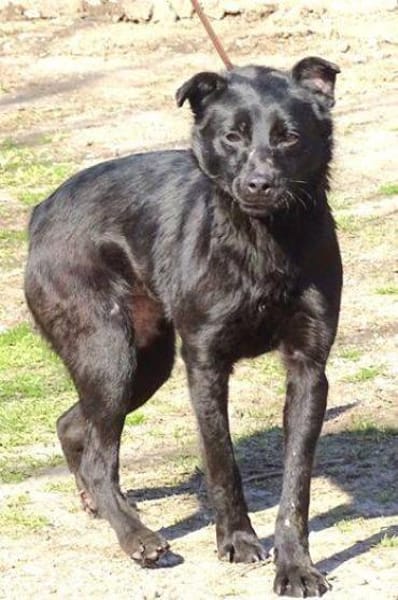 SUZIE wartet auf ihre Menschen