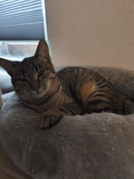 🐾 Kleiner Caramelo sucht Geborgenheit