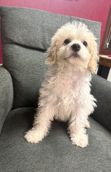 Simba ein Malteser Mix