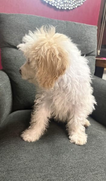 Simba ein Malteser Mix