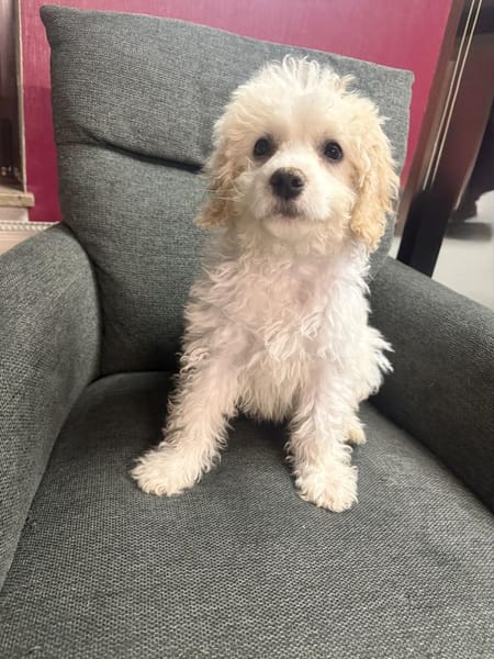 Simba ein Malteser Mix