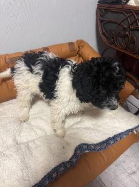 Gizmo ein Wasserhund/ Malteser Mix