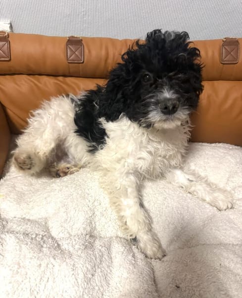 Gizmo ein Wasserhund/ Malteser Mix