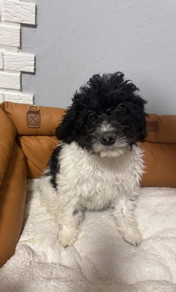 Gizmo ein Wasserhund/ Malteser Mix