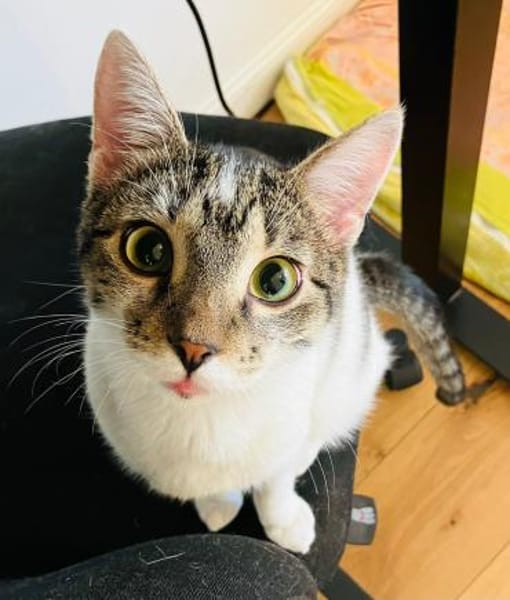 🐱❤Tarzan sucht sein Zuhause🐱❤