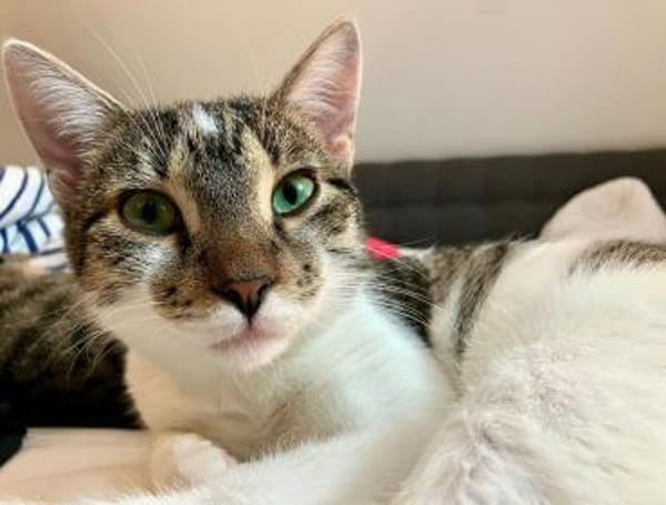 🐱❤Tarzan sucht sein Zuhause🐱❤