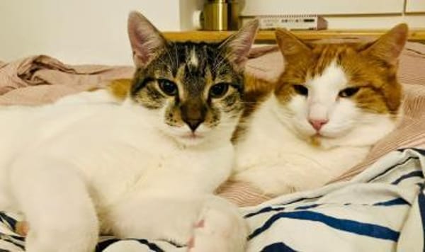 🐱❤Tarzan sucht sein Zuhause🐱❤