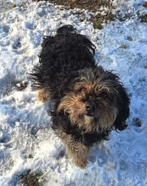 Vagany sein Leben war nicht schön