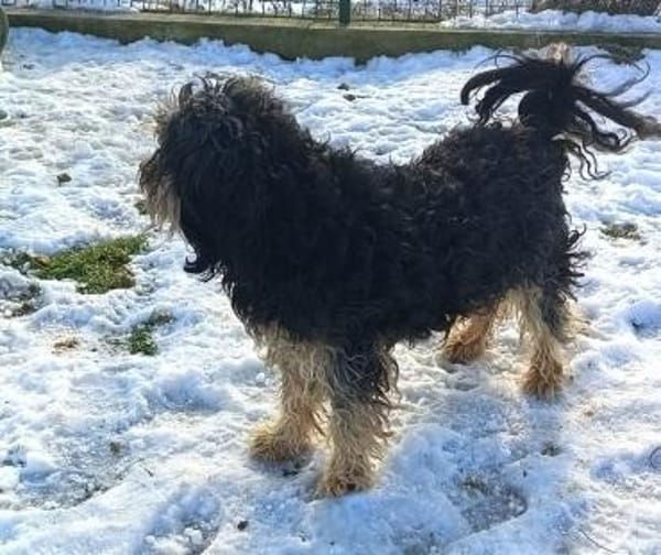 Vagany sein Leben war nicht schön