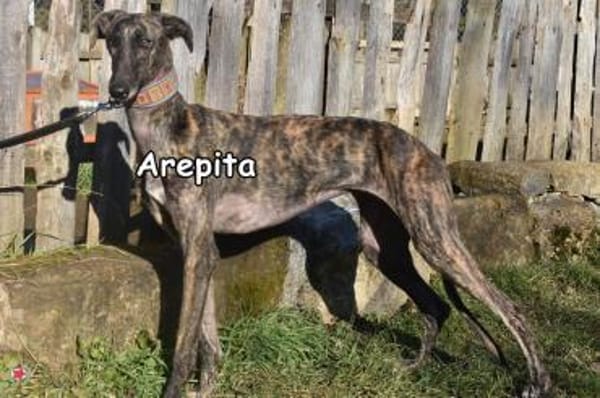 AREPITA