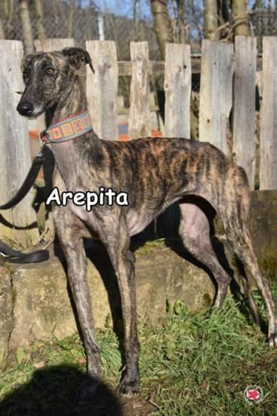 AREPITA