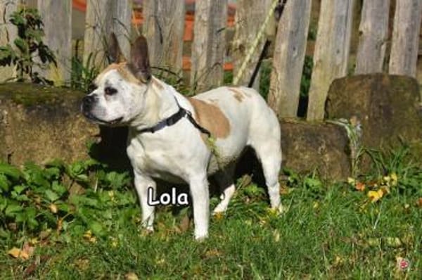LOLA