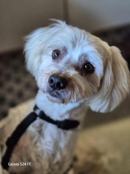 Wunderschöner Lio sucht Familie