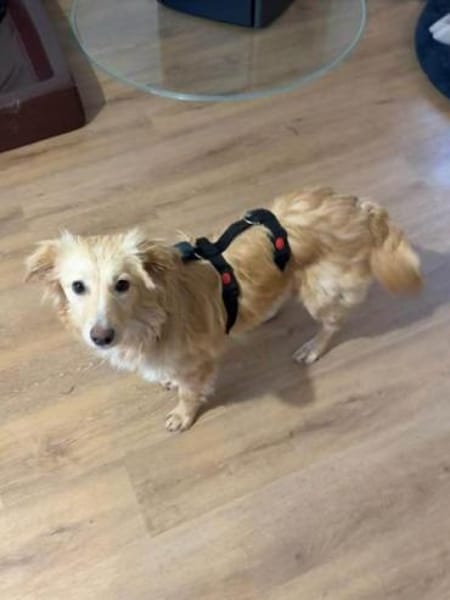 FABIA -rundum tolle Junghündin-