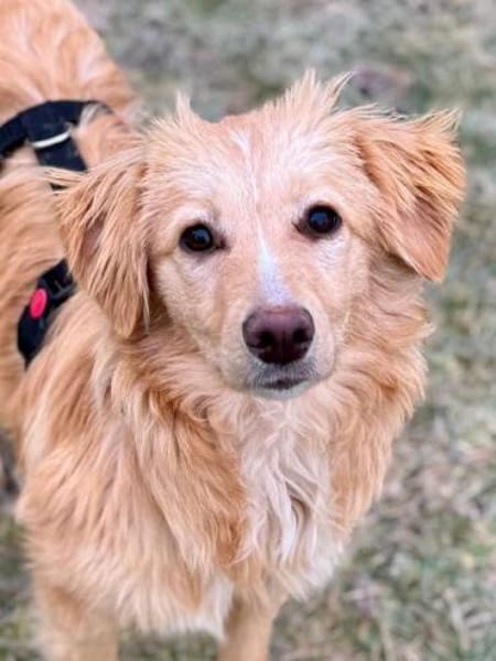 FABIA -rundum tolle Junghündin-