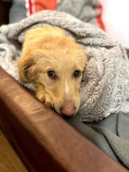 FABIA -rundum tolle Junghündin-